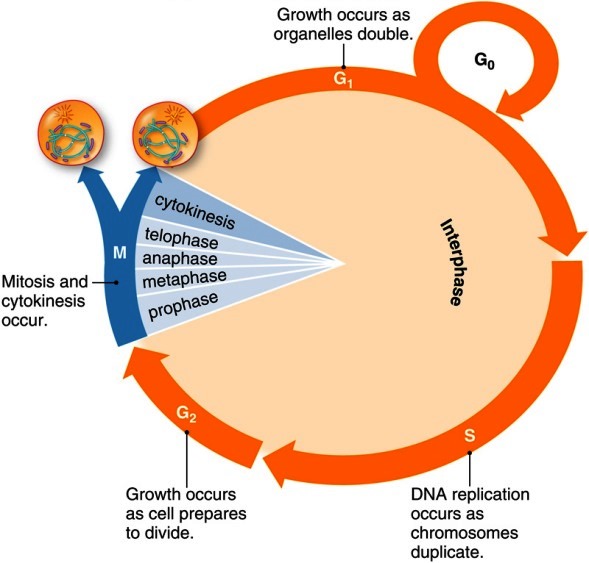 Circular illustration showing the cell cycle phases: interphase (G1, S, and G2) and the M phase (mitosis and cytokinesis)