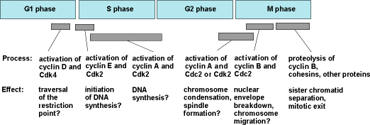 Illustration of G1, S, G2, and M phases (shown as horizontal rectangles); various processes and their effects are listed