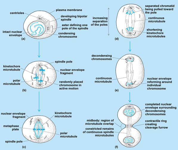 Illustration of the stages of mitosis, including prophase, prometaphase, metaphase, anaphase, early telophase, and late telophase