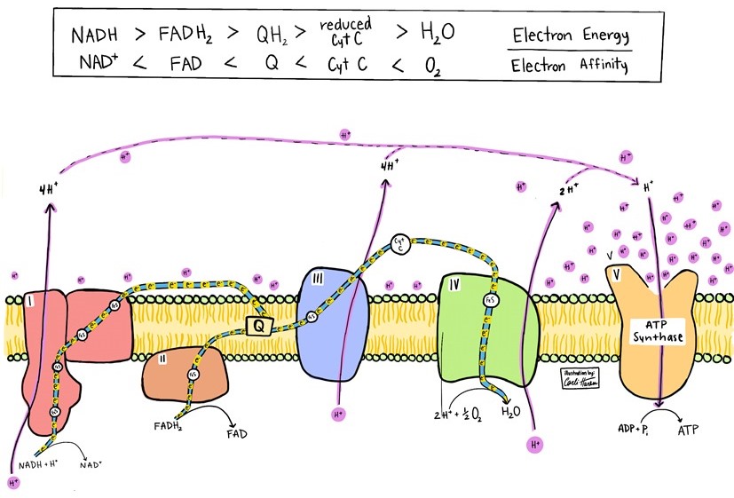 Illustration of the respiratory electron transport chain, with various labeled components and reactions; electron energy flow and electron affinity are also indicated