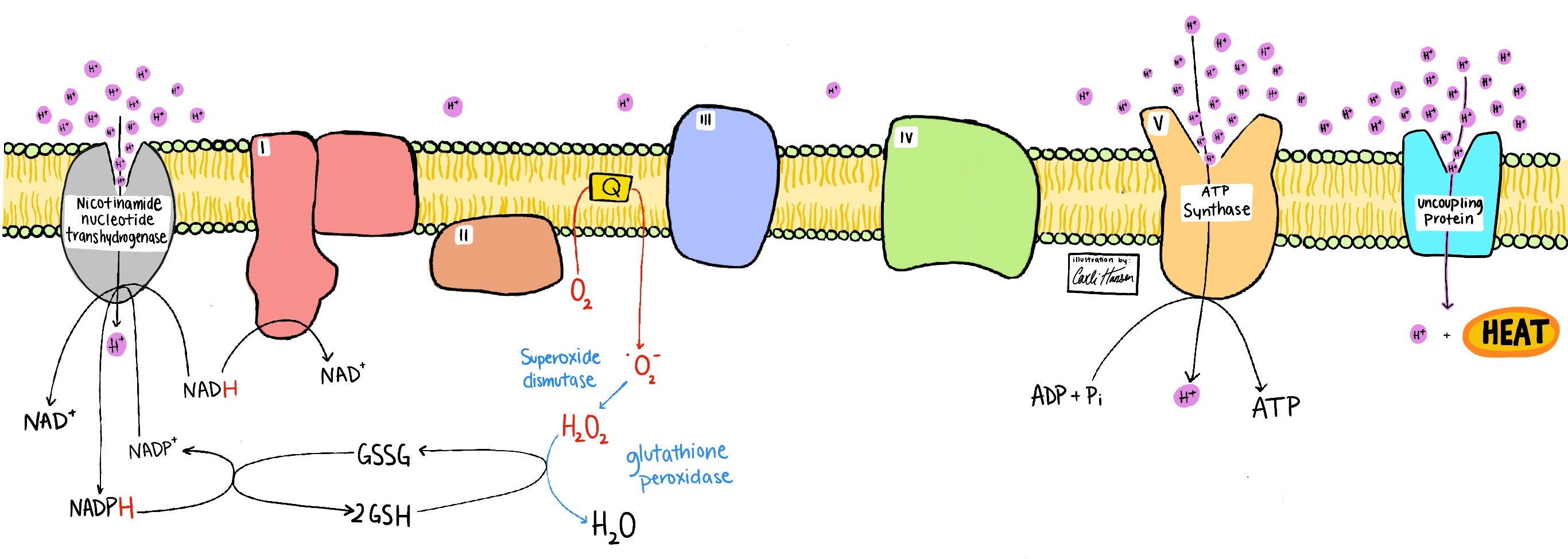 Illustration of electron flow through the respiratory electron transport chain, with various labeled components and reactions