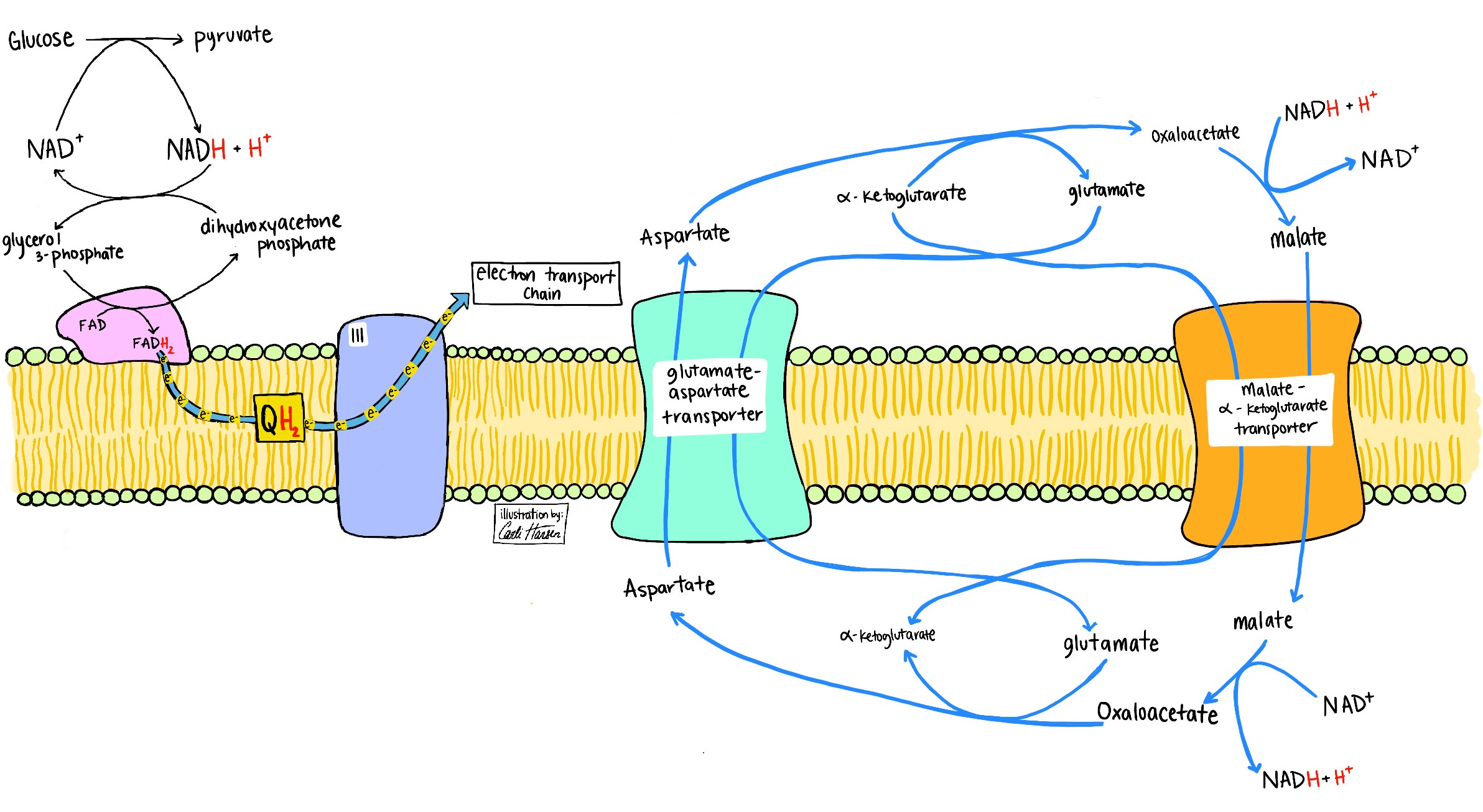 Illustration of multiple shuttle systems that can move reducing equivalents from the cytoplasm to the mitochondria, with various labeled components and reactions
