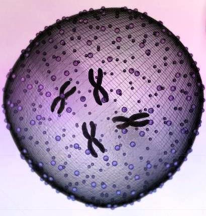 Illustration of a cell, with chromosomes shown, in an early mitotic stage