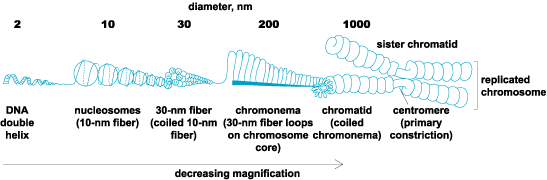Illustrative model showing the hierarchy of chromosome structure