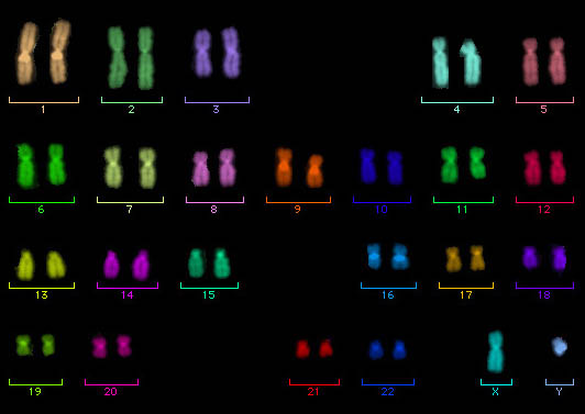 M-FISH idiogram of a diplold set of normal human male chromosomes, which are dyed in diverse colors