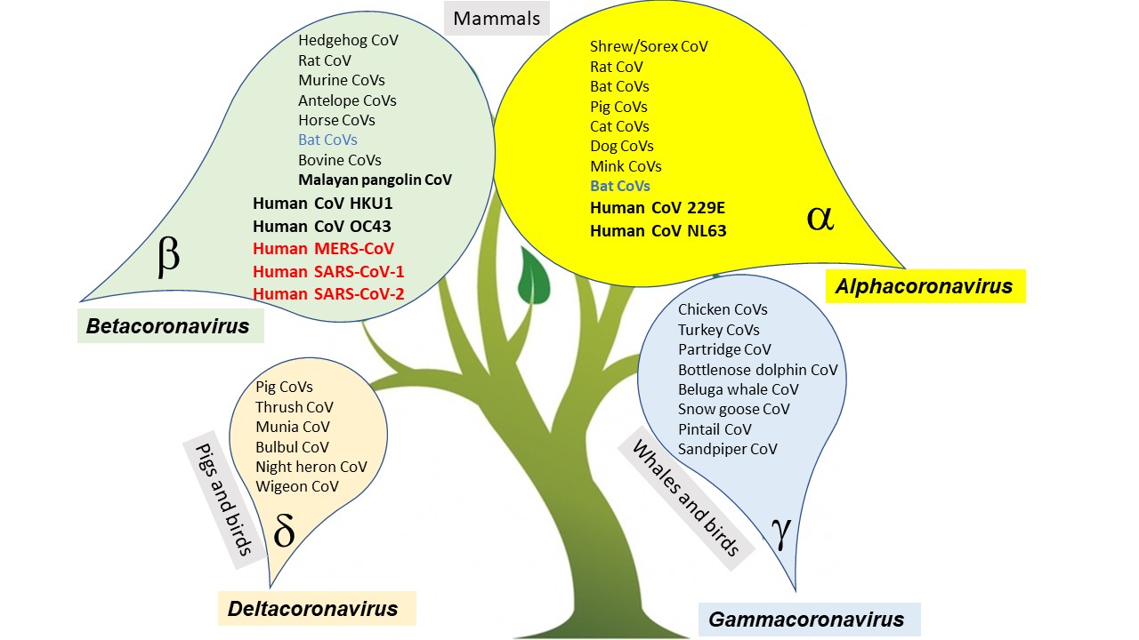 Illustrative list of the classification of the 4 genera of coronaviruses