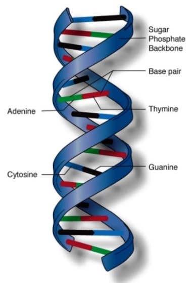 Illustration of the DNA double helix