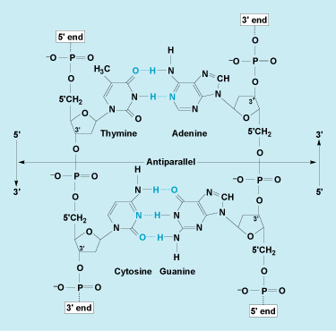 Chemical-structure diagram of the DNA duplex