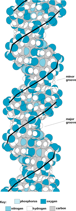 Illustration of the B-DNA structure