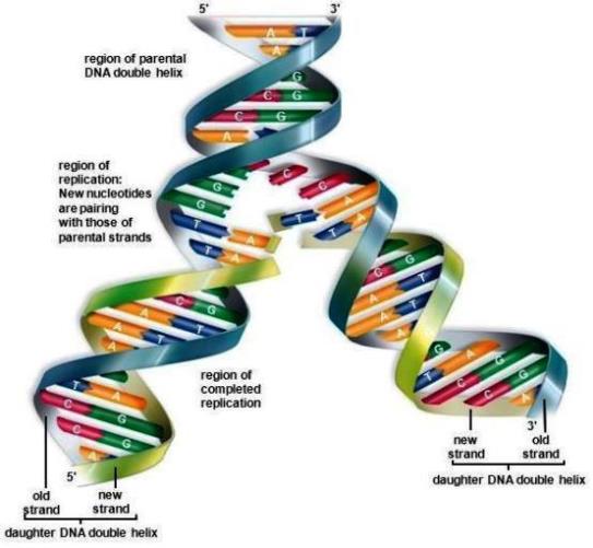 Colorized illustration of DNA replication