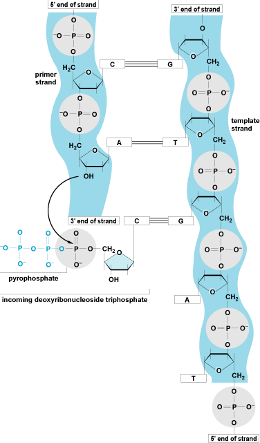 Illustration of DNA replication