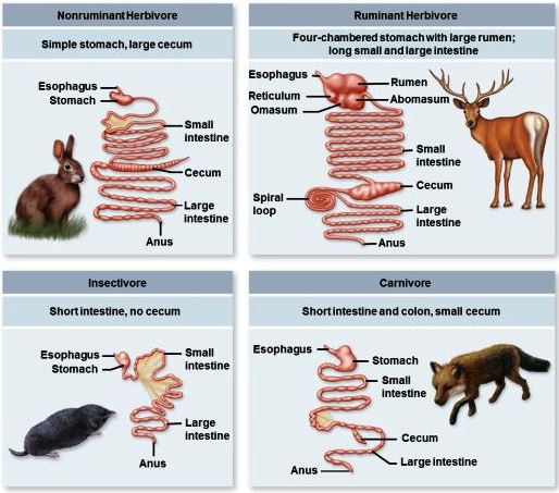 Illustration showing digestive system variations in a nonruminant herbivore, ruminant herbivore, insectivore, and carnivore