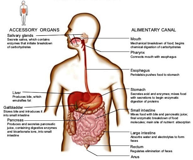 Illustration of a human body showing the digestive tract structures and accessory organs