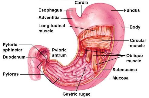 Illustration of a stomach with labeled structures and regions