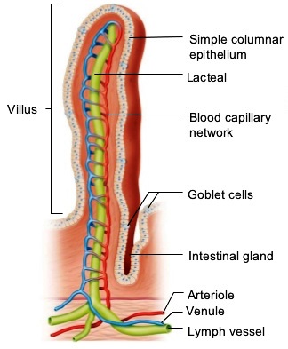 Illustration of a villus with labeled structures