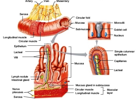 Illustrations showing labeled structures of the intestinal wall