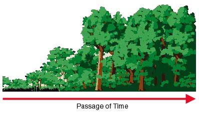 shown from left to right is a plant succession of short shrubs to tall trees as time passes