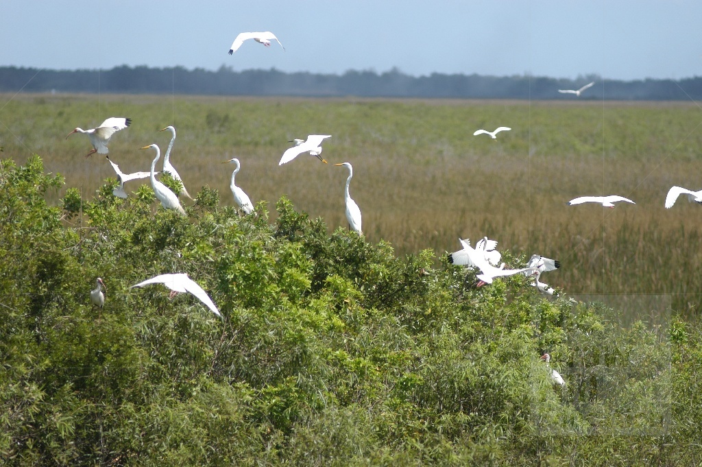 Photo of white birds in wetlands