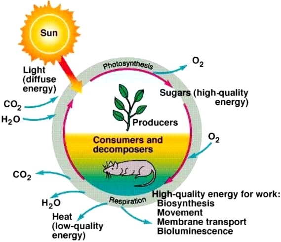 Illustration of the energy from the Sun flowing to producers and consumers/decomposers, with indications of the flow of carbon dioxide, water, and oxygen, as well as heat and energy