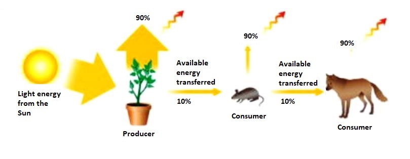 Illustration of the limits of energy transfer in a food chain, including light energy from the Sun flowing to a plant producer with an energy loss of 90% as heat; then the remaining 10% of energy is transferred to a mouse consumer, with a further loss of 90% as heat; and finally the transfer of 10% to a predator (wolf) consumer