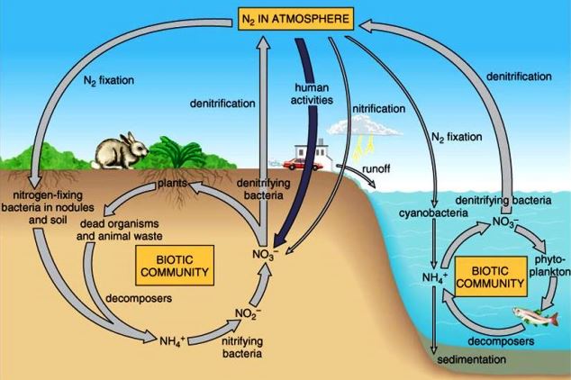 Illustration of the inputs and outputs involved in the nitrogen cycle