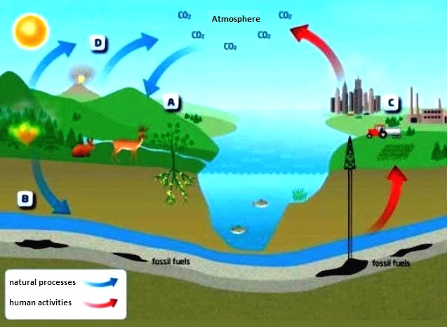 Illustration of the inputs and outputs involved in the carbon cycle