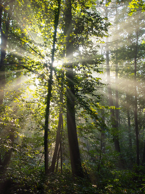 sunlight filtered through green tree leaves in a forest, forming rays of light, which is electromagnetic radiation