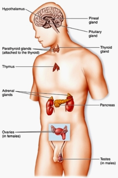 Illustration of some endocrine organs in a human body