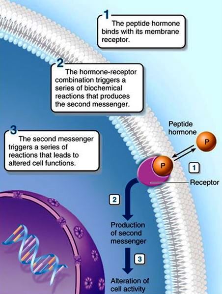 Illustration of the steps involved in a peptide hormone binding to a membrane receptor, triggering the production of a second messenger, and leading to alterations in cell activity