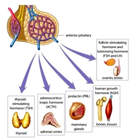 Illustration of the anterior pituitary gland; 6 hormones that it secretes are shown
