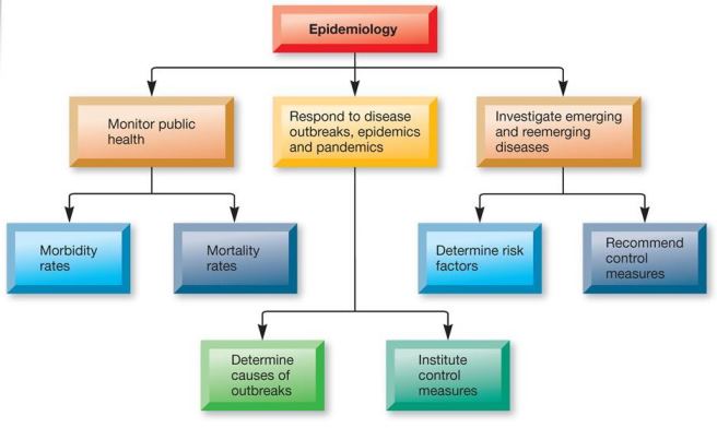 Diagram of various factors considered in epidemiology, including monitoring of public health, response to outbreaks, investigation of diseases, morbidity, mortality, risk factors, causes, and control measures