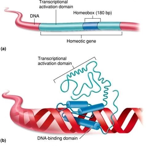 Top: Segment of DNA; the homeotic gene, homeobox, and transcriptional activation domain are labeled. Bottom: Homeotic protein bound to DNA; the DNA-binding domain and transcriptional activation domain are labeled.