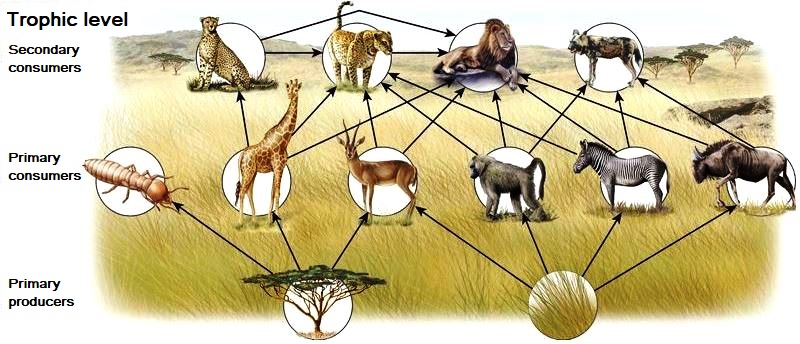 Illustration of a food web with primary producers (tree and grass), primary consumers (insect, giraffe, antelope, baboon, zebra, and wildebeest), and secondary consumers (cheetah, jaguar, lion, and hyena)
