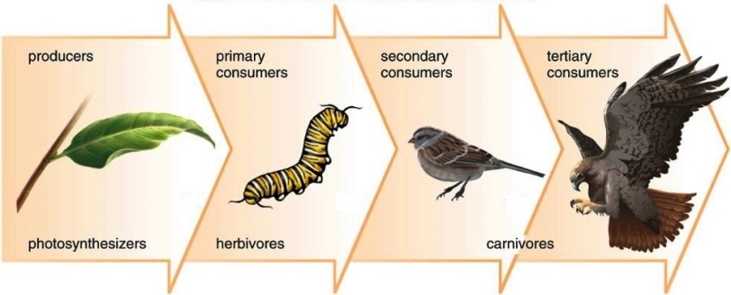 Illustration of a food web, showing a leaf, a caterpillar, a sparrow, and a hawk