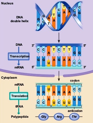 Illustration of the flow of genetic information
