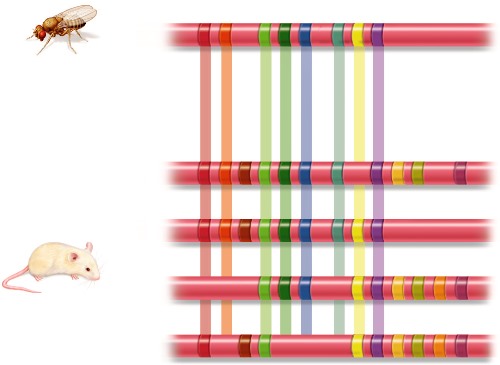 Comparison of Drosophila and mouse genes