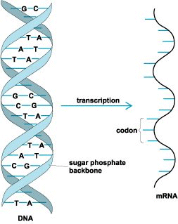 Illustration of a DNA double helix and its mRNA copy