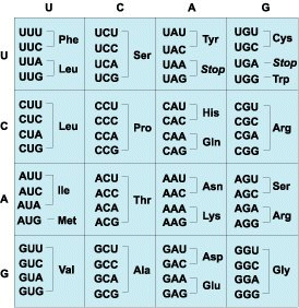 Box table of the universal genetic code (shown as a 4 X 4 box of U, C, A, and G)