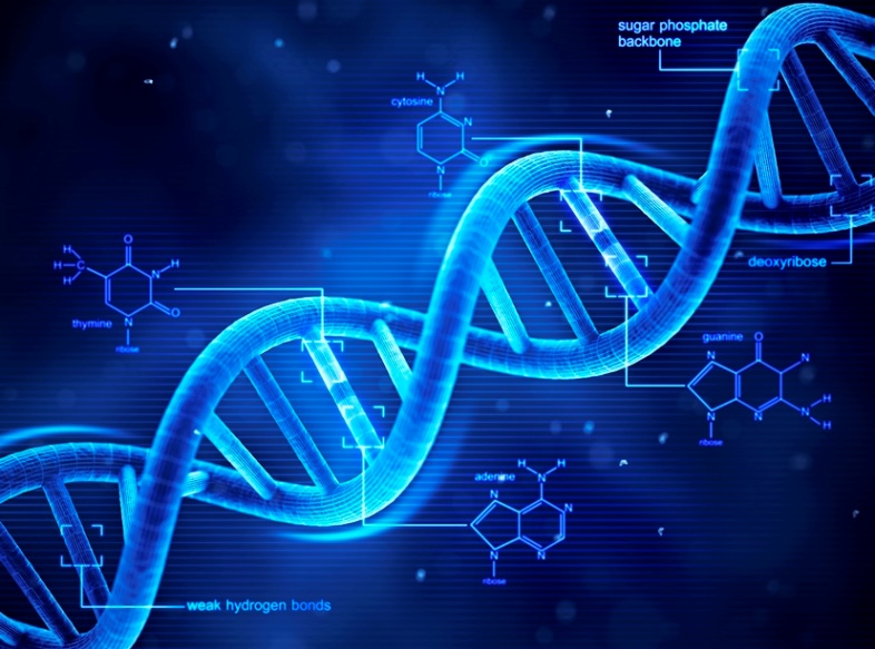 Illustration of a DNA structure (double helix) with leader lines pointing to molecular formulas of the 4 nucleotides (A, T, G, C) against a blue background