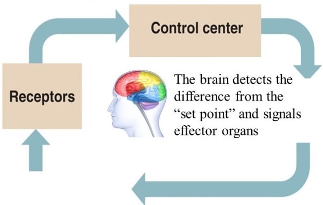 Feedback loop (indicated by arrows) involving receptors and a control center (brain); an illustration of a human head (with the brain shaded in various colors) is also shown