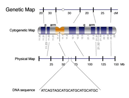 Genetic map, cytogenetic map, physical map, and DNA sequence