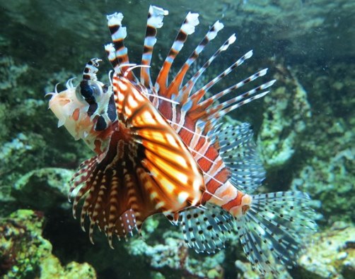 Full-length, profile view of a colorful lionfish (orange/red/light brown/white) swimming in water over a coral reef