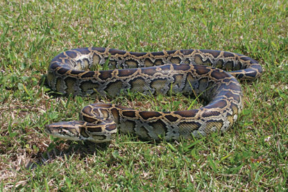 Brown python in green grass
