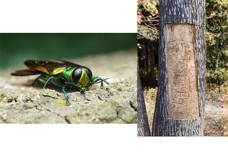 [left]: close up of an iridescent beetle with large black eyes and metallic green body with long amber wings on a rock substrate; [right]: photo of an ash tree trunk with a rectangular strip cut away from its bark, revealing tunnels and trails within the tissue below