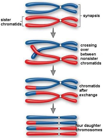 Sequential illustration of crossing-over between nonsister chromatids, resulting in 4 daughter chromosomes (2 of which have genetic materials that have crossed-over)