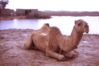 Light-brown camel kneeling on the ground; a small body of water is seen in the background