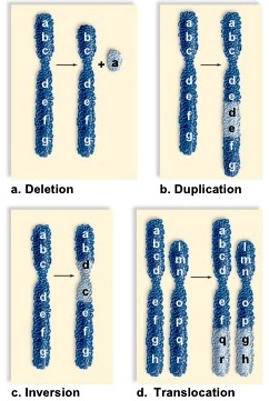 Illustrations of four types of chromosomal mutations