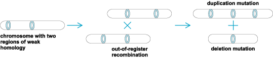 Illustration of the formation of duplication and deletion mutations by aberrant recombination