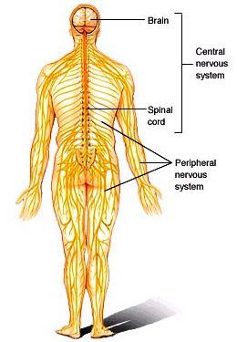 Illustration of the human body (upright position, from the back) showing the brain, spinal cord, and nerves; the central and peripheral nervous systems are labeled