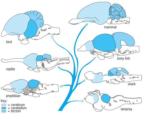 Lateral views of the brains of a bird, reptile, amphibian, mammal, bony fish, shark, and lamprey, showing the cerebrum, cerebellum, and tectum in shades of blue